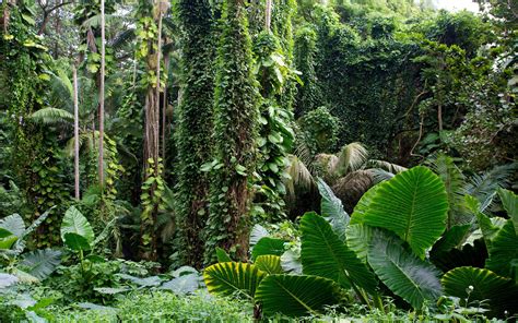 jungle hd picture|free printable jungle background pictures.